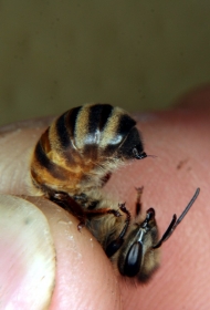 eine Biene wird bedrängt - Alarmpheromon